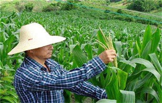 玉米去雄剪雄的作用及注意事项有哪些?