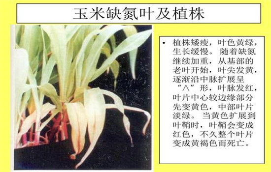 玉米缺肥症状有哪些，会造成哪些危害？