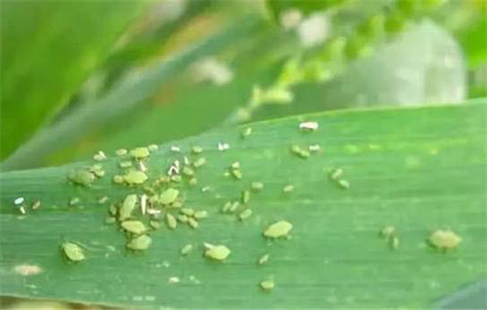 玉米蚜的危害和防治方法简介