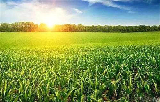 玉米种植密度多少合适 如何确定玉米合理的种植
