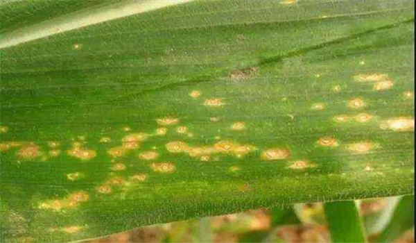 玉米弯孢菌叶斑病怎么治疗、防治？