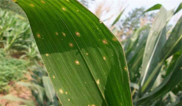 玉米弯孢菌叶斑病怎么治疗、防治？
