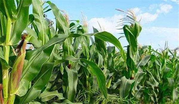 糯玉米种植技术与管理的四个要点