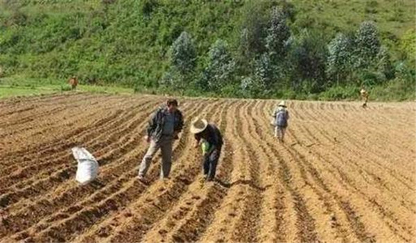 夏播玉米种植时间：夏玉米什么时候种最合适