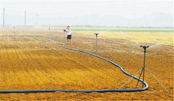 夏播玉米种植时间：夏玉米什么时候种最合适