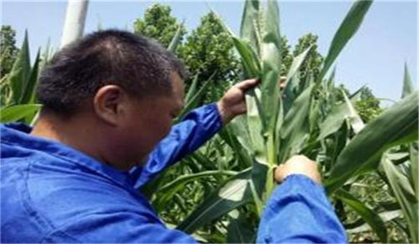玉米花粒期的管理的关键措施，共五项