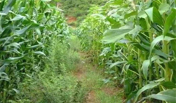 玉米田使用除草剂必须注意的几个问题