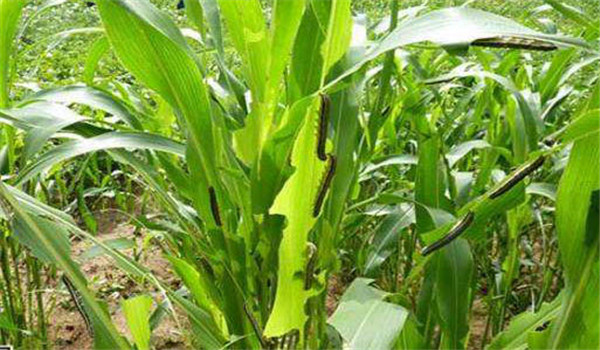 玉米粘虫的危害症状及防治方法