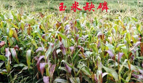 玉米缺磷的症状有哪些，玉米缺磷怎么补救