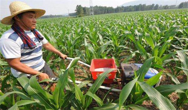 玉米追肥的最佳时间是什么时候，用什么肥好？
