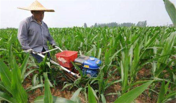 玉米穗期怎样施肥，玉米穗期追什么肥