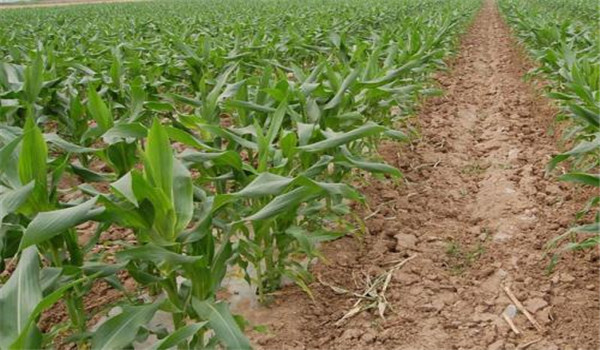 玉米穗期是什么时候 玉米穗期的管理措施有四项