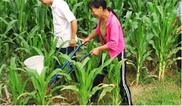 玉米穗期是什么时候 玉米穗期的管理措施有四项