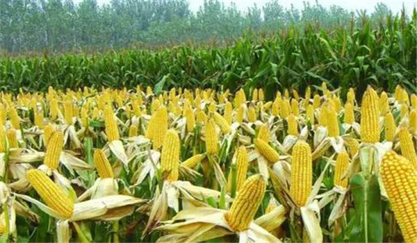 如何确定玉米收获的最佳时期、时间?