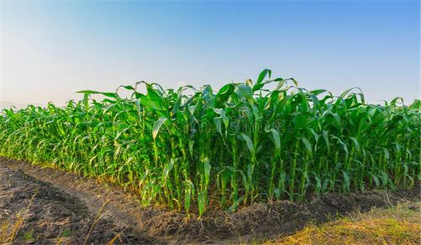 甜玉米种植技术与管理要点：共五个要点
