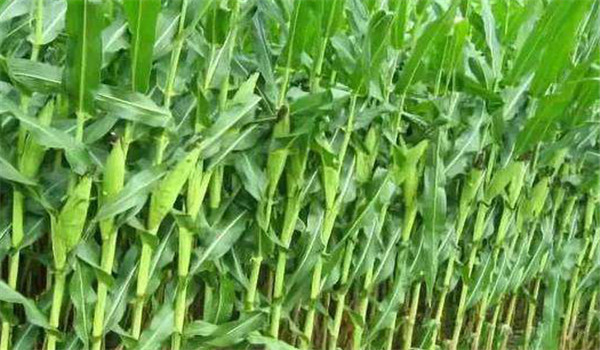 甜玉米种植技术与管理要点：共五个要点