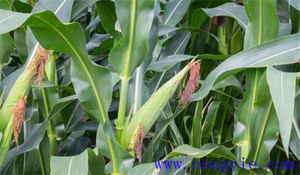 甜玉米的采收时间与采收标准如何确定