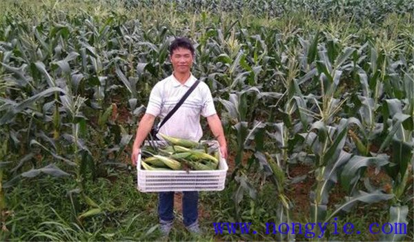 甜玉米的采收时间与采收标准如何确定