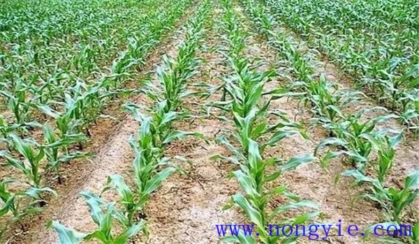 玉米封闭除草剂有哪些 玉米化学除草注意事项