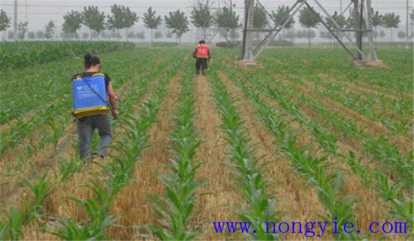 玉米地的封闭除草剂什么时候打最好