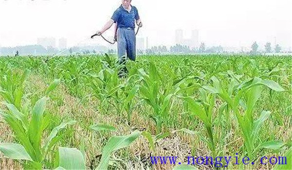玉米地的封闭除草剂什么时候打最好