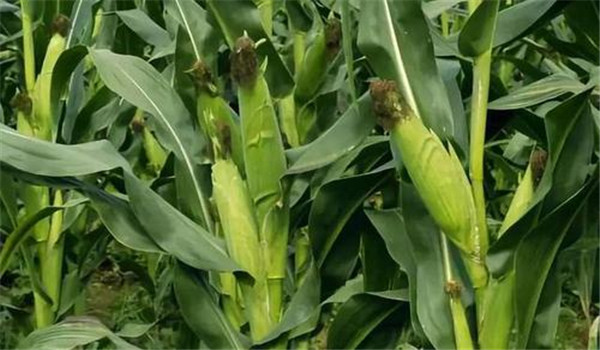 玉米穗期是什么时候，玉米穗期管理要点有哪些