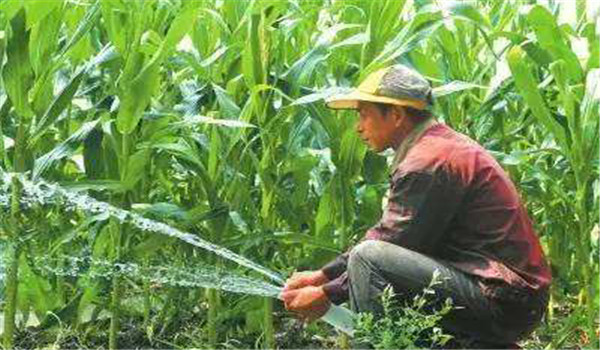 玉米穗期是什么时候，玉米穗期管理要点有哪些