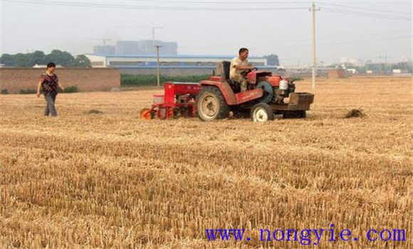 夏玉米如何栽培 夏玉米高产栽培技术要点