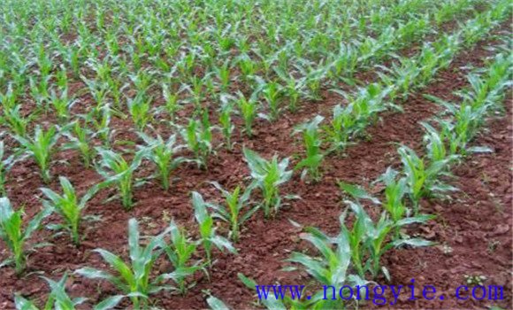 夏玉米如何栽培 夏玉米高产栽培技术要点