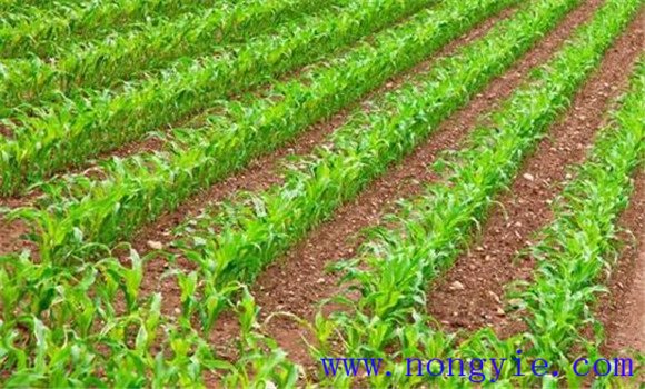 夏玉米播种时间及播种后要注意什么 夏玉米播种时间及播种后要注意什么