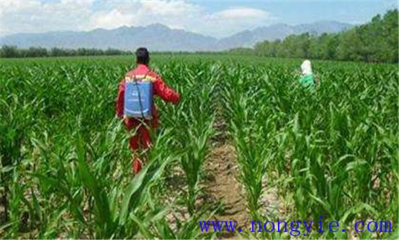 夏玉米除草剂什么时候打最好 夏玉米除草注意事