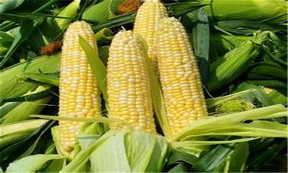 怎样种植甜玉米 甜玉米栽培技术要点
