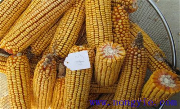 怎样种植甜玉米 甜玉米栽培技术要点