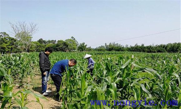 怎样防治玉米螟虫 玉米螟虫用什么药防治