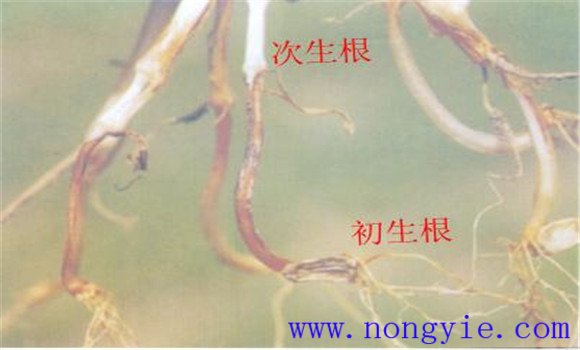 玉米根系结构与功能有哪些特点
