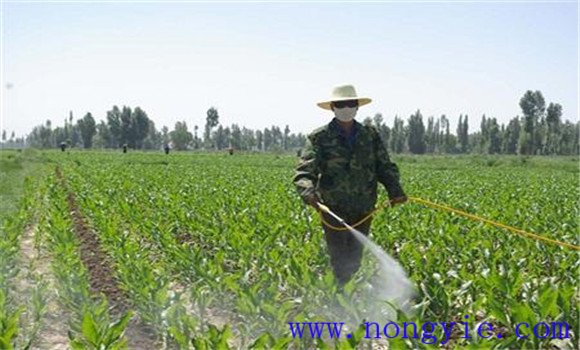 玉米除草剂有哪些 有些除草剂效果为什么不好