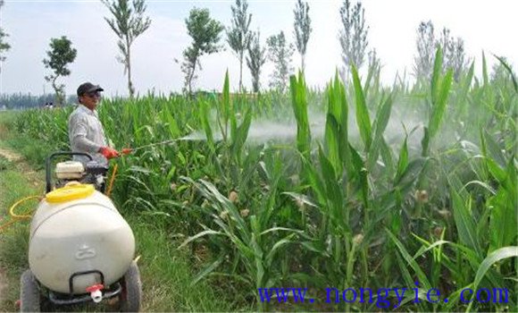 玉米红蜘蛛什么时候防治好 玉米红蜘蛛防治方法