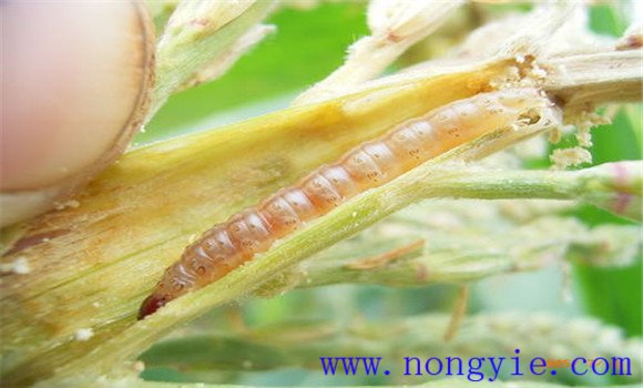 玉米钻心虫用什么药最好 玉米钻心虫的防治方法 玉米钻心虫用什么药最好 玉米钻心虫的防治方法