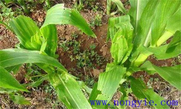 玉米钻心虫用什么药最好 玉米钻心虫的防治方法 玉米钻心虫用什么药最好 玉米钻心虫的防治方法