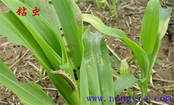 玉米粘虫发生规律是什么 玉米粘虫防治方法