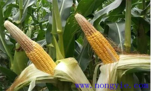 玉米秃尖是什么原因造成的 怎样防止玉米秃顶