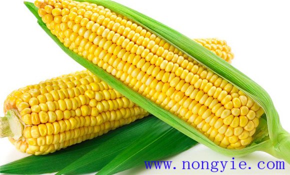 玉米种植高产技术要点