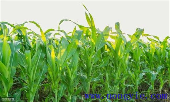 玉米种植高产技术要点