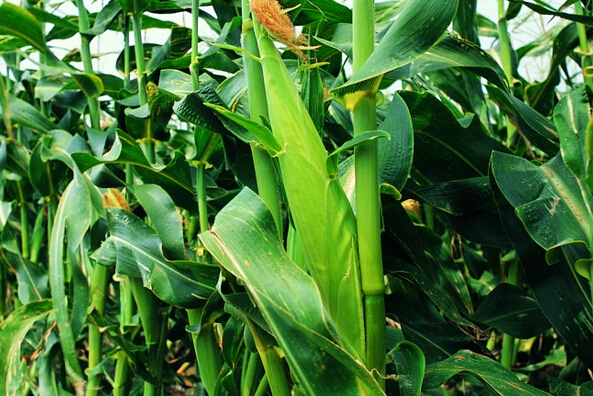 甜玉米种植时间是什么时候 甜玉米种植技术要点