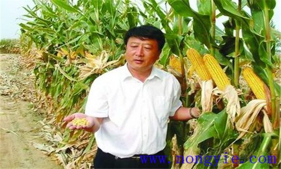 什么是紧凑型玉米 紧凑型玉米高产的原因是什么