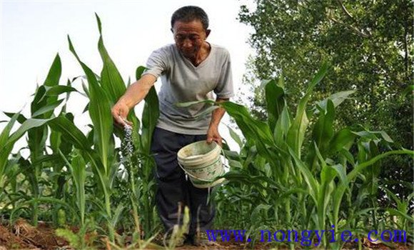 玉米施肥量如何掌握 玉米中后期施肥技术
