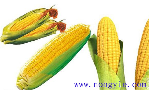 糯玉米的功效与作用 糯玉米的食用特性与发展前