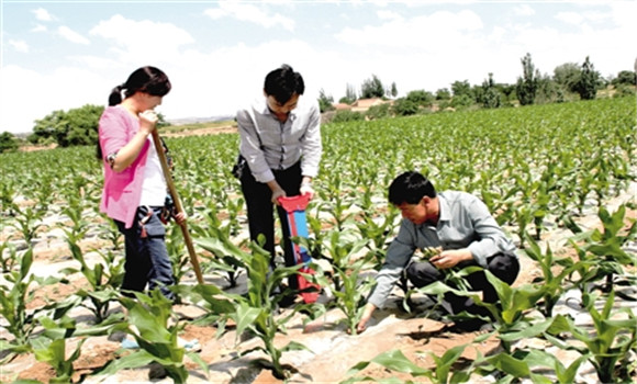 玉米施肥原则 玉米科学施肥应掌握哪些原则