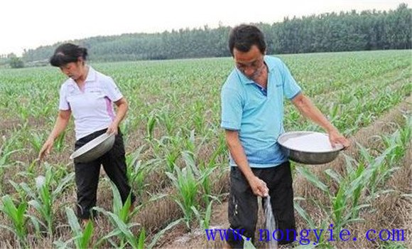 玉米施肥原则 玉米科学施肥应掌握哪些原则