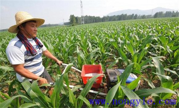 玉米追肥时间是什么时候 玉米追肥用什么肥好 玉米追肥时间是什么时候 玉米追肥用什么肥好